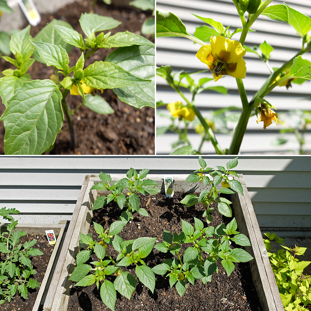 Growing tomatillos - May 13th 2016