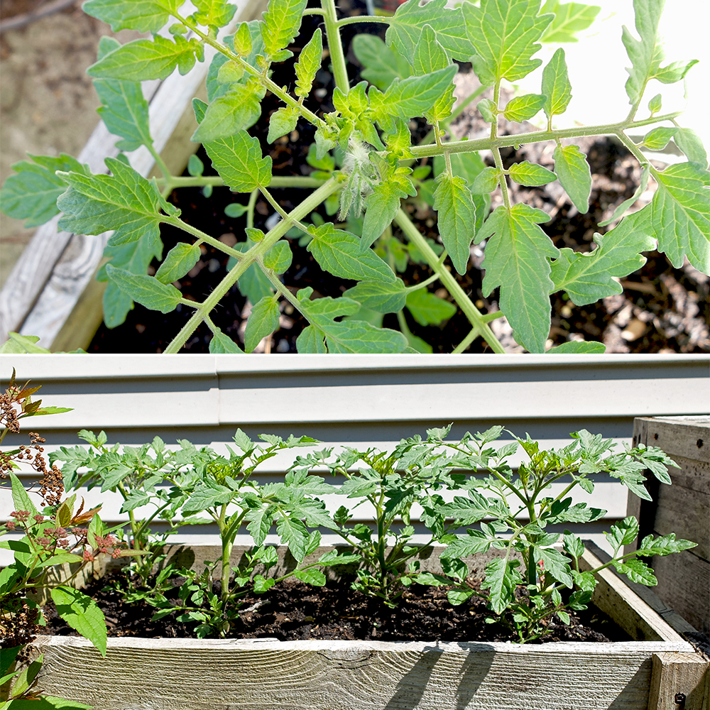 Growing Tomatoes - May 13th 2016