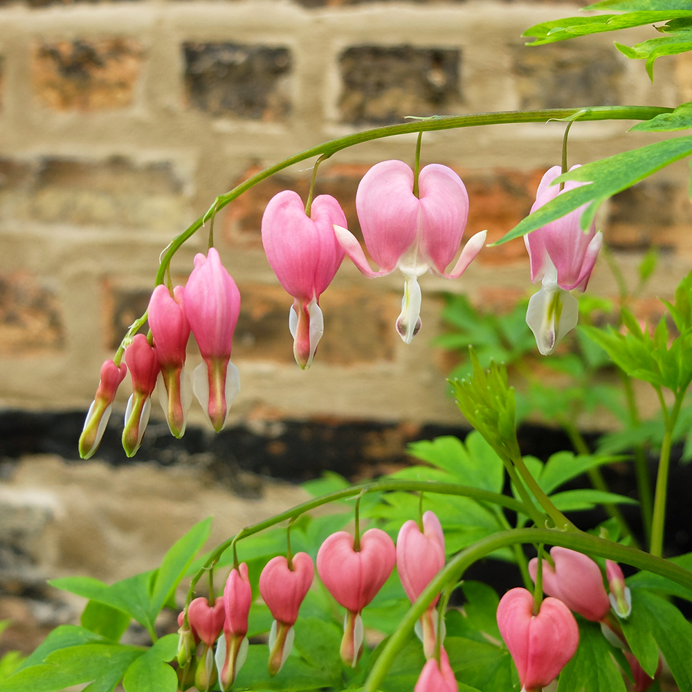 Bleeding Heart