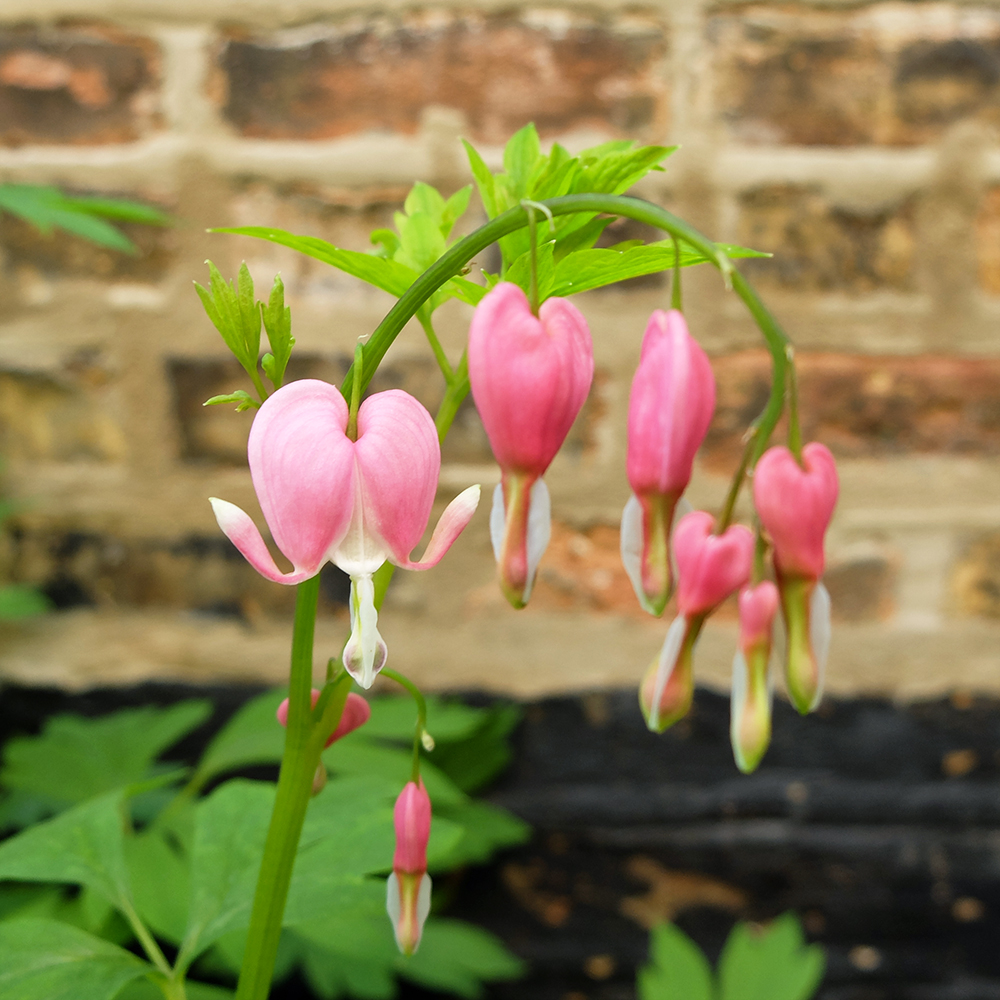 Bleeding Heart - Lamprocapnos spectabilis, Lyre Flower, Lady in a Bath