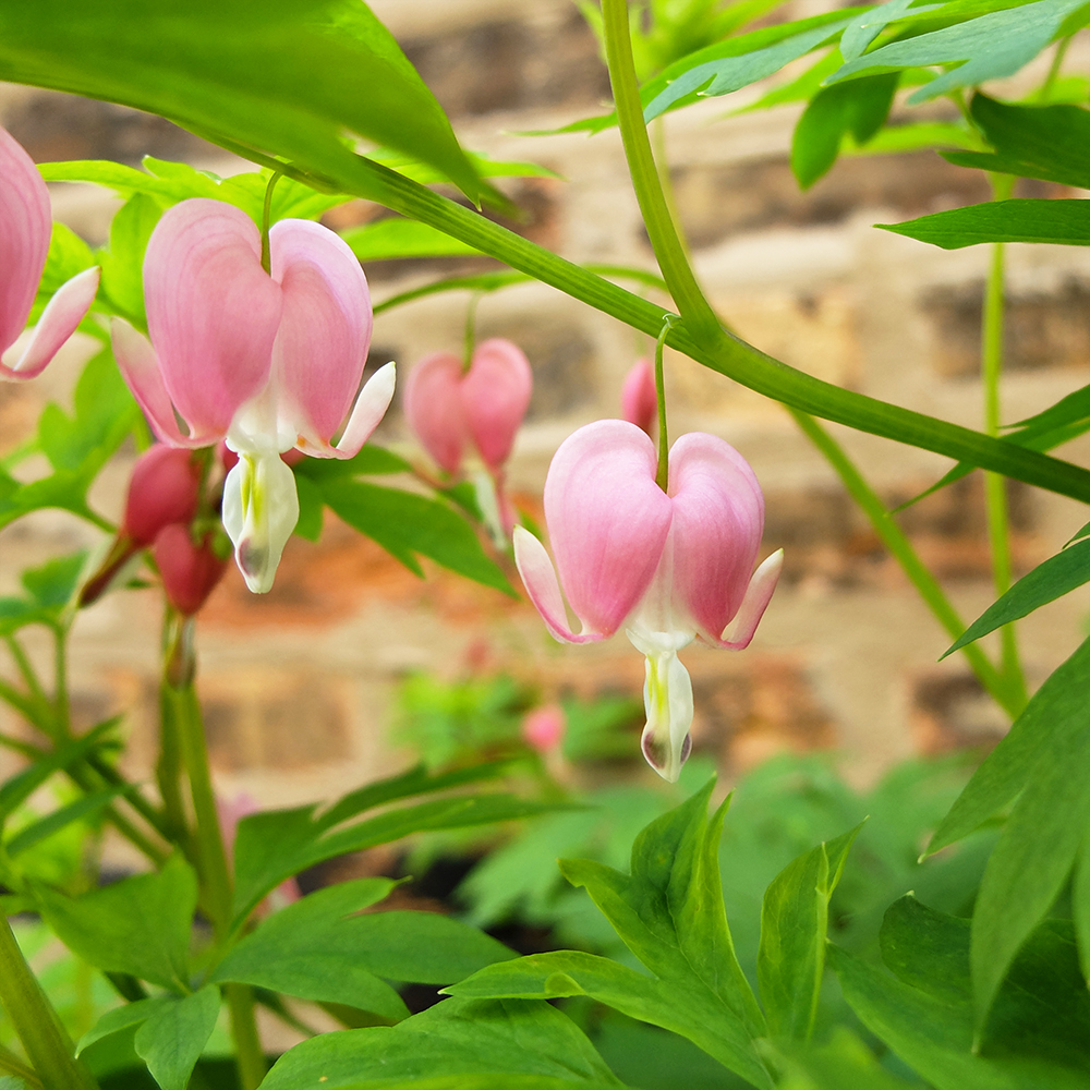 Bleeding Heart - Lamprocapnos spectabilis, Lyre Flower, Lady in a Bath