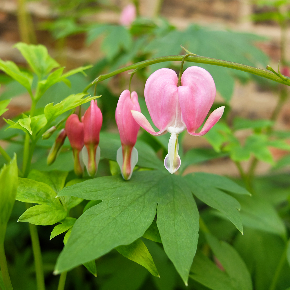 Bleeding Heart