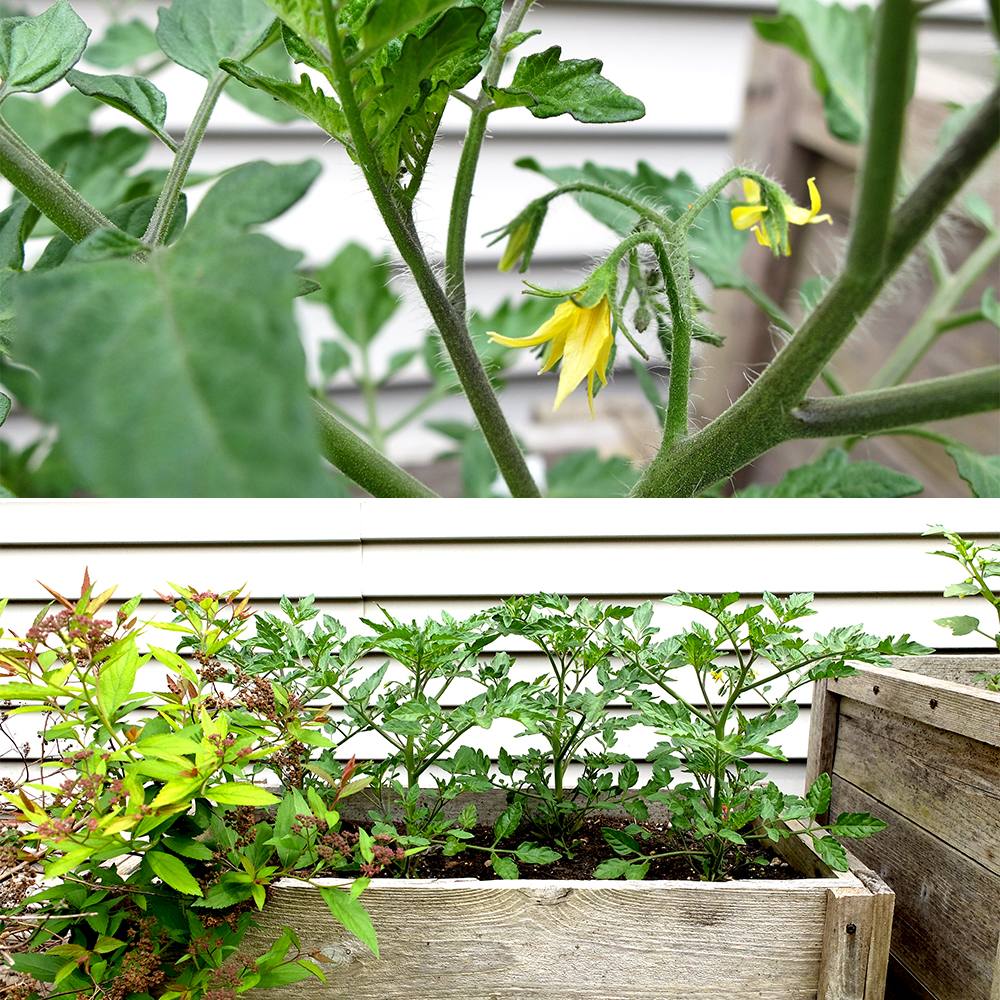 Growing Tomatoes - May 20th 2016