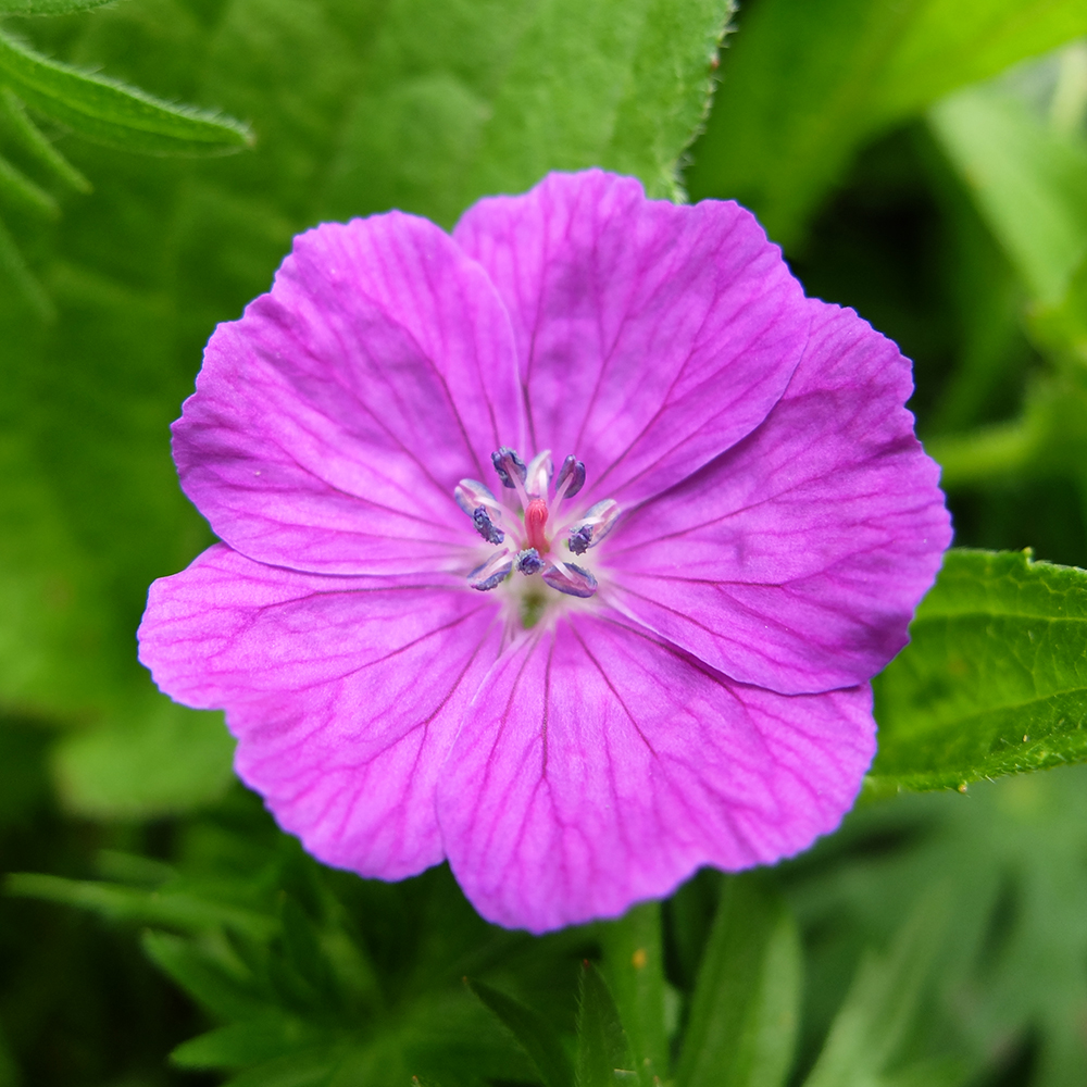 Geranium Sanguineum