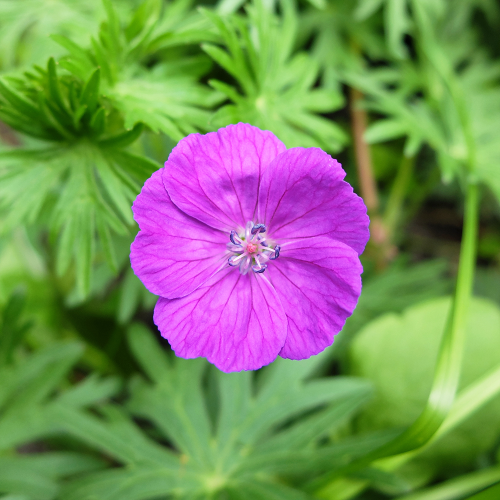 Cranesbill Geranium Sanguineum