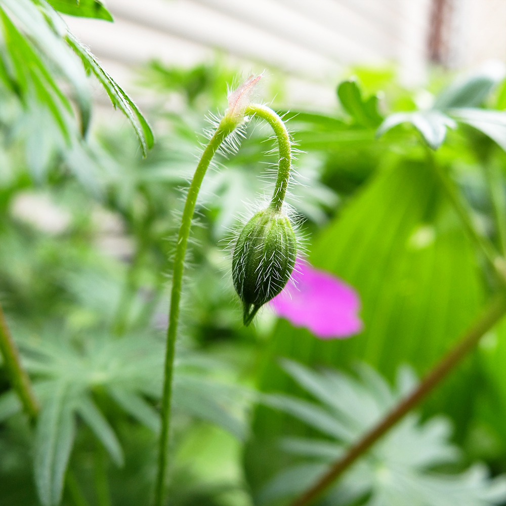 Cranesbill Geranium Sanguineum - flower bud