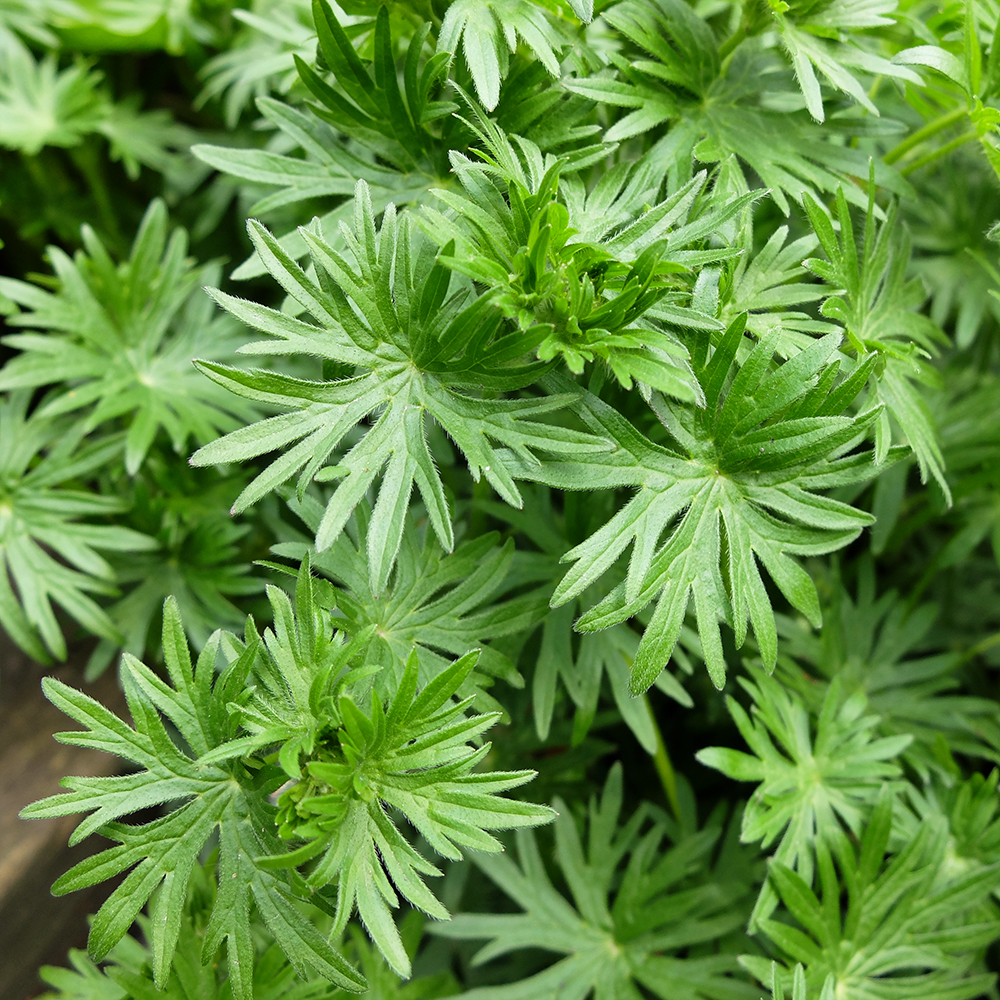 Cranesbill Geranium Sanguineum - leaf