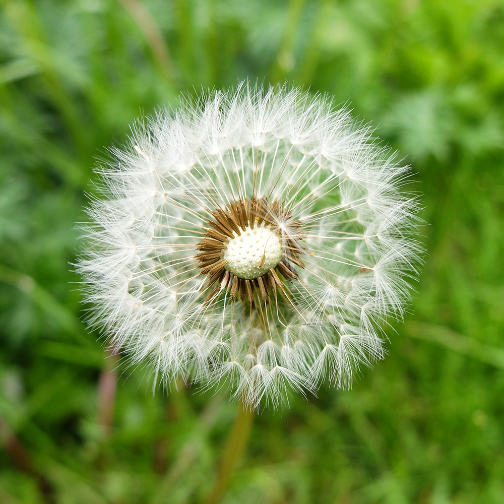 Dandelion Seeds