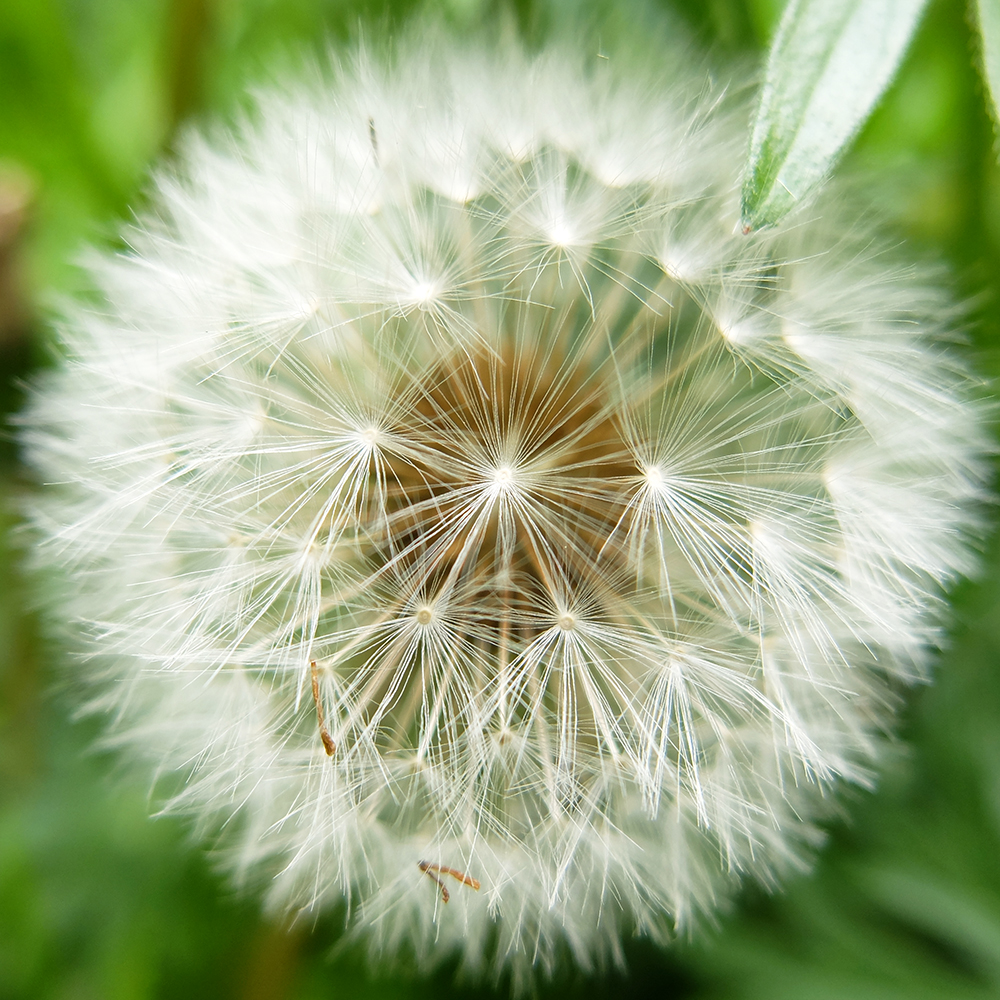 Dandelion Seeds