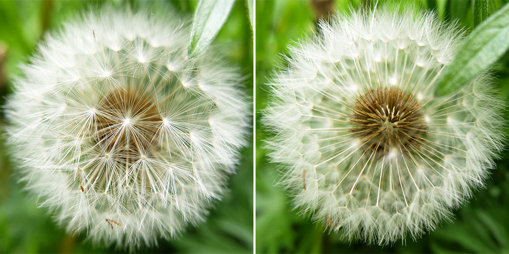 Dandelion Seeds