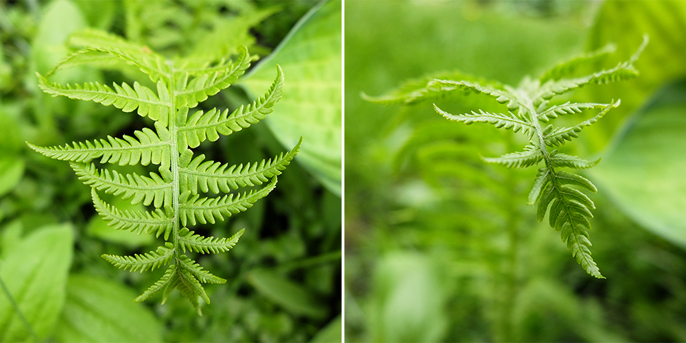 Ferns