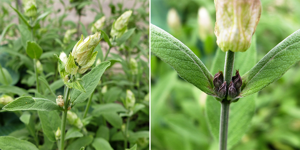 Sage Flower Bud