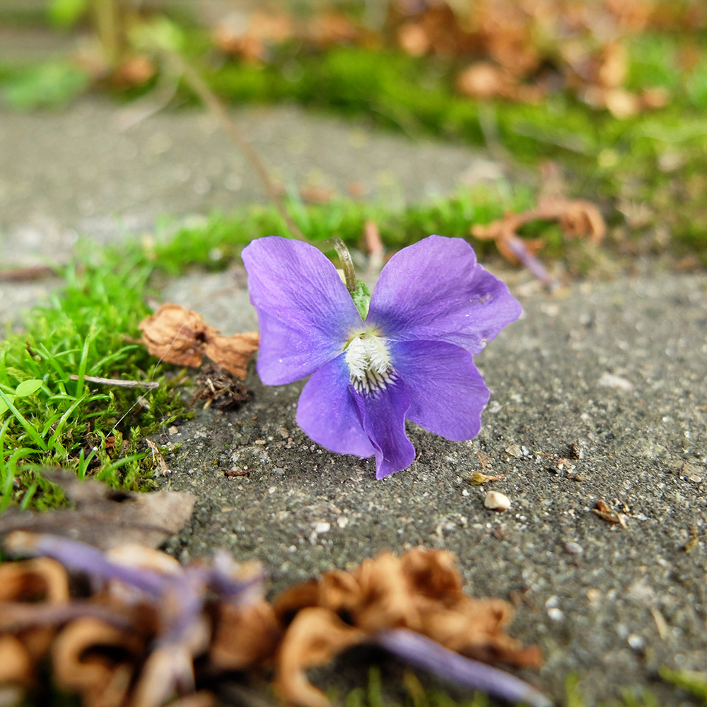 Wild Pansie