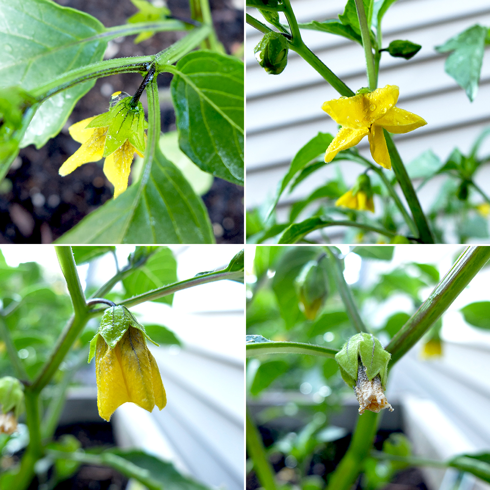Tomatillo flowers in growing stages - May 22nd 2016