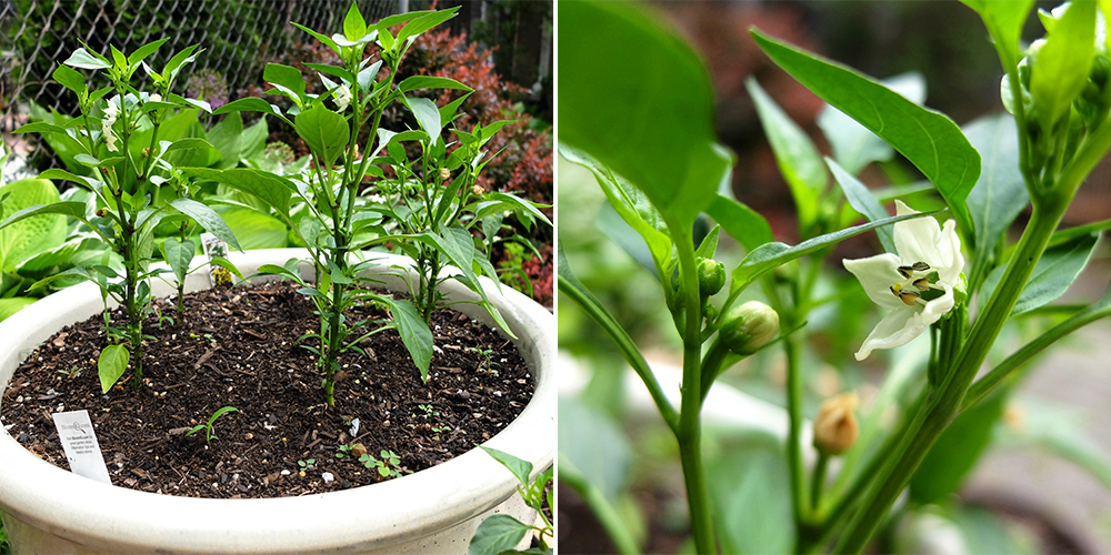 Growing Jalapeños and Hot Cherry Peppers - May 27th 2016