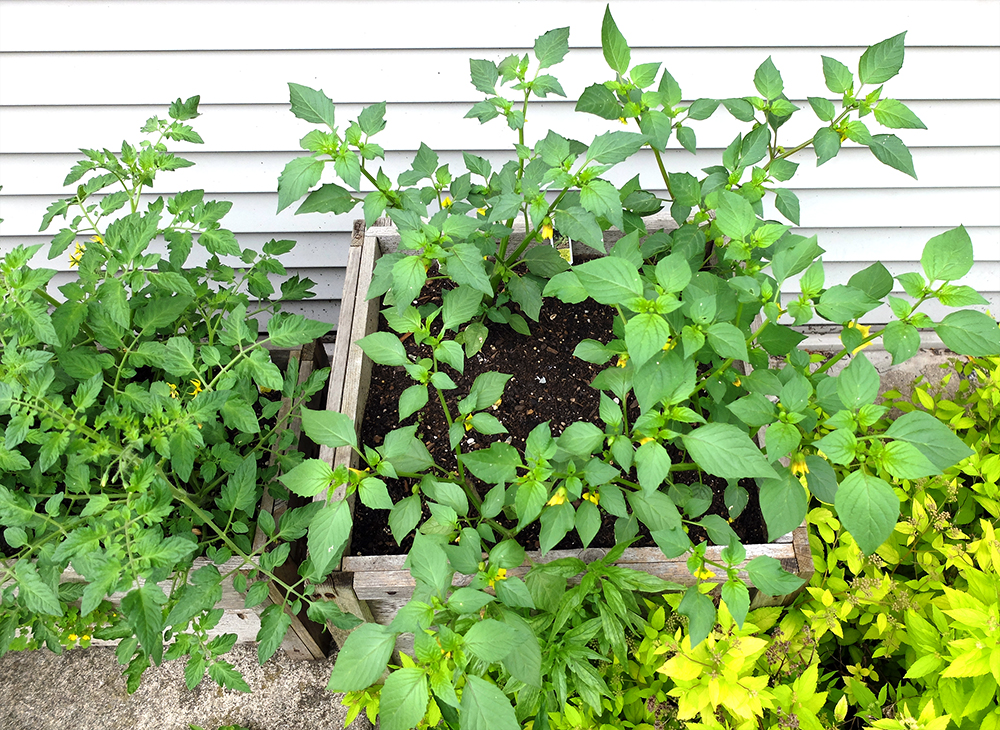 Growing tomatillos - May 27th 2016