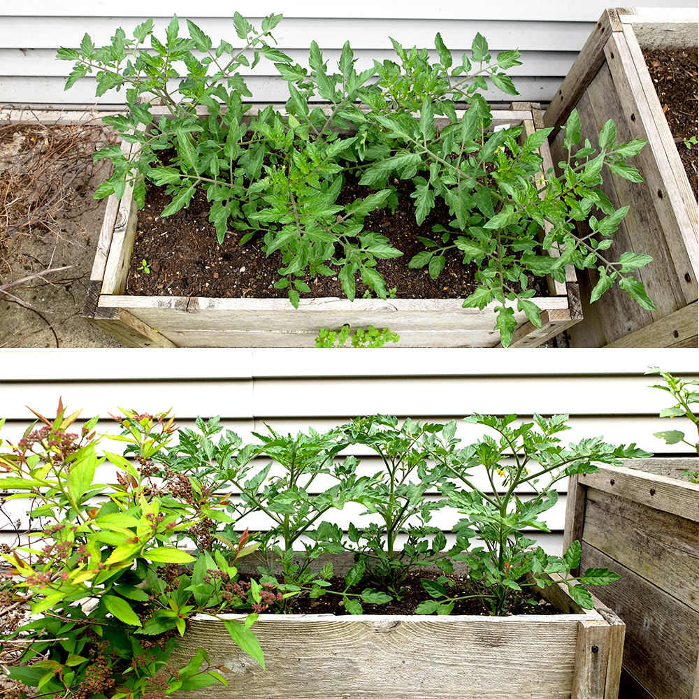 Growing Tomatoes - May 22nd 2016