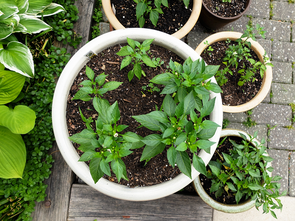 growing hot Cherry Peppers and Jalapeños - May 27th 2016