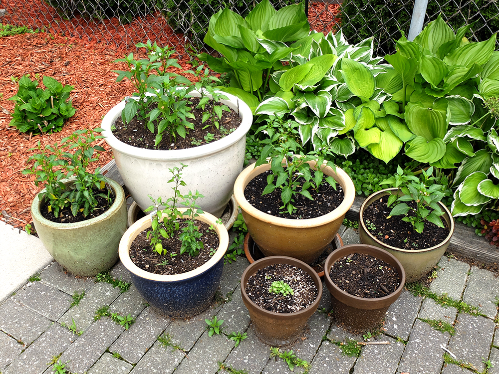 Growing peppers - Chiltepin, Cayenne, Guajillo, Jalapeno, and hot cherry peppers and Basil - May 27th 2016