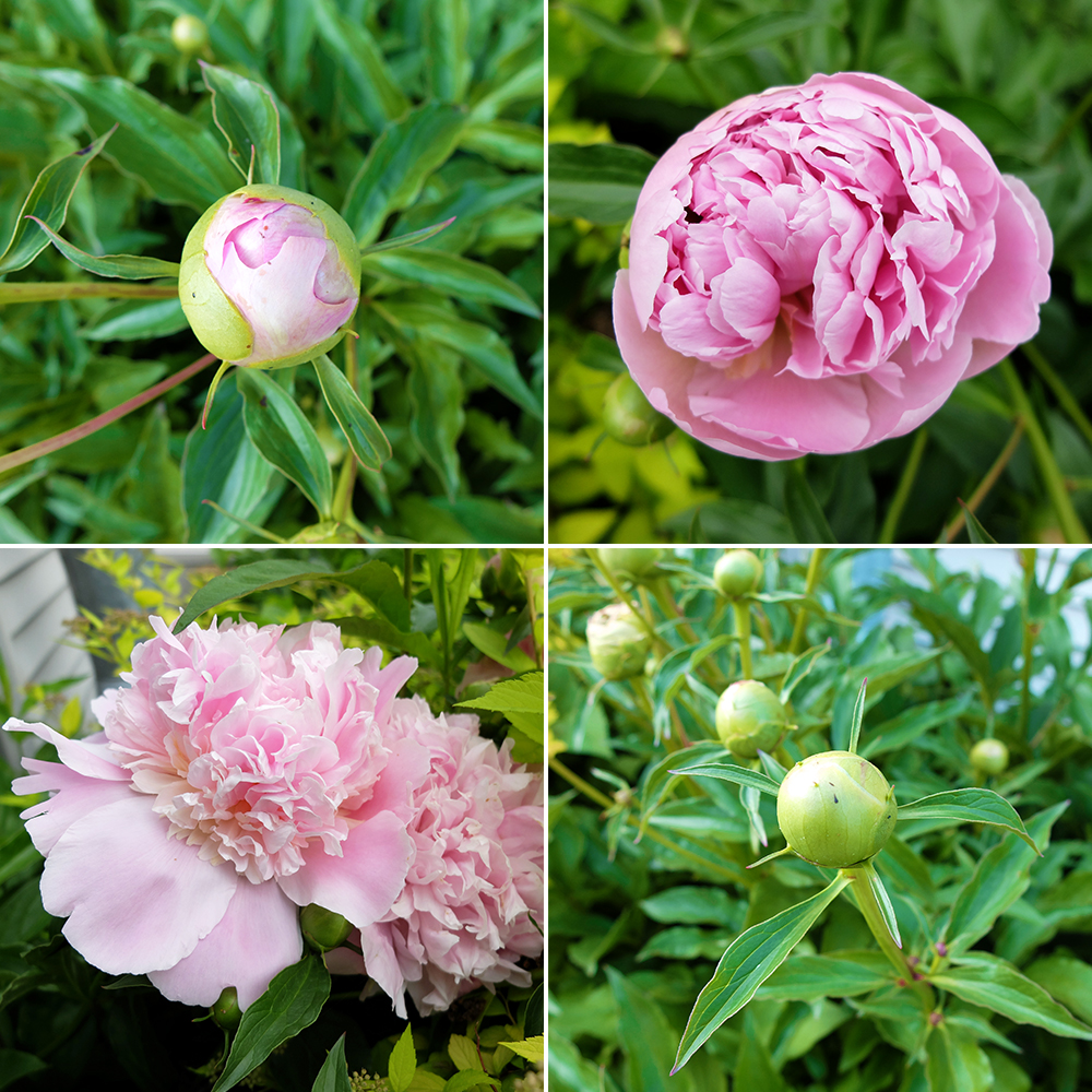 05272016-Yard-Peonies-WEB