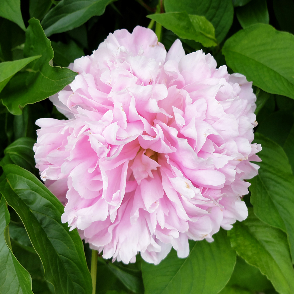 05272016-Yard-Peony-1-WEB