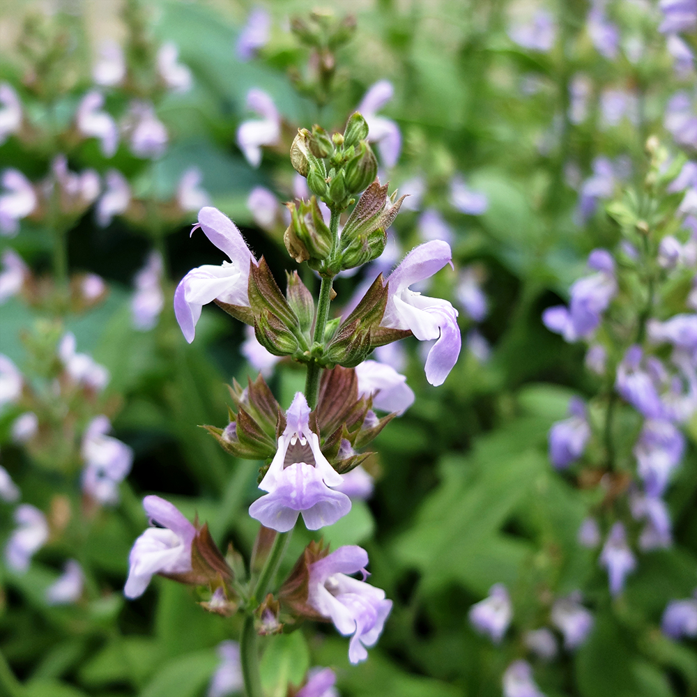 Sage Flower