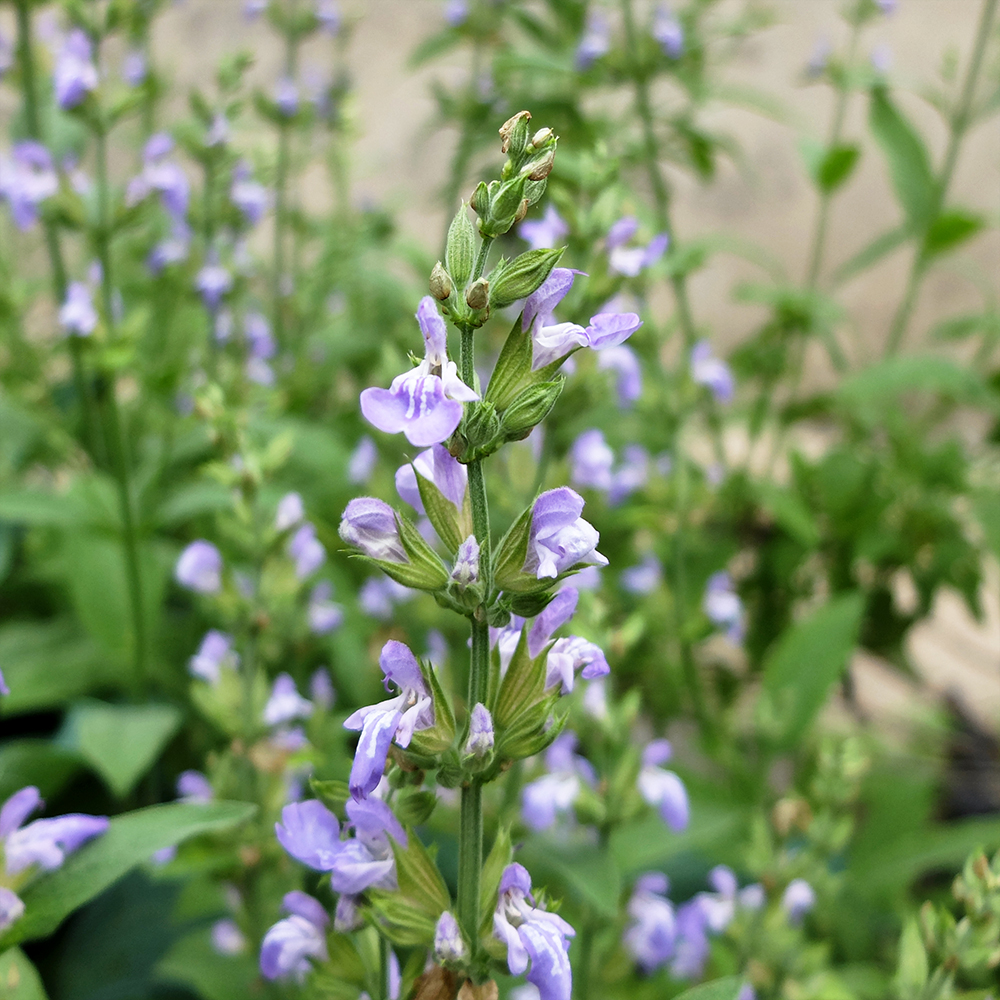 Sage Flowers