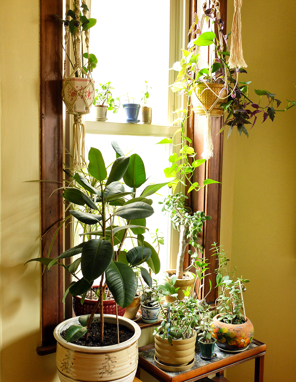 Plants in the sunny window