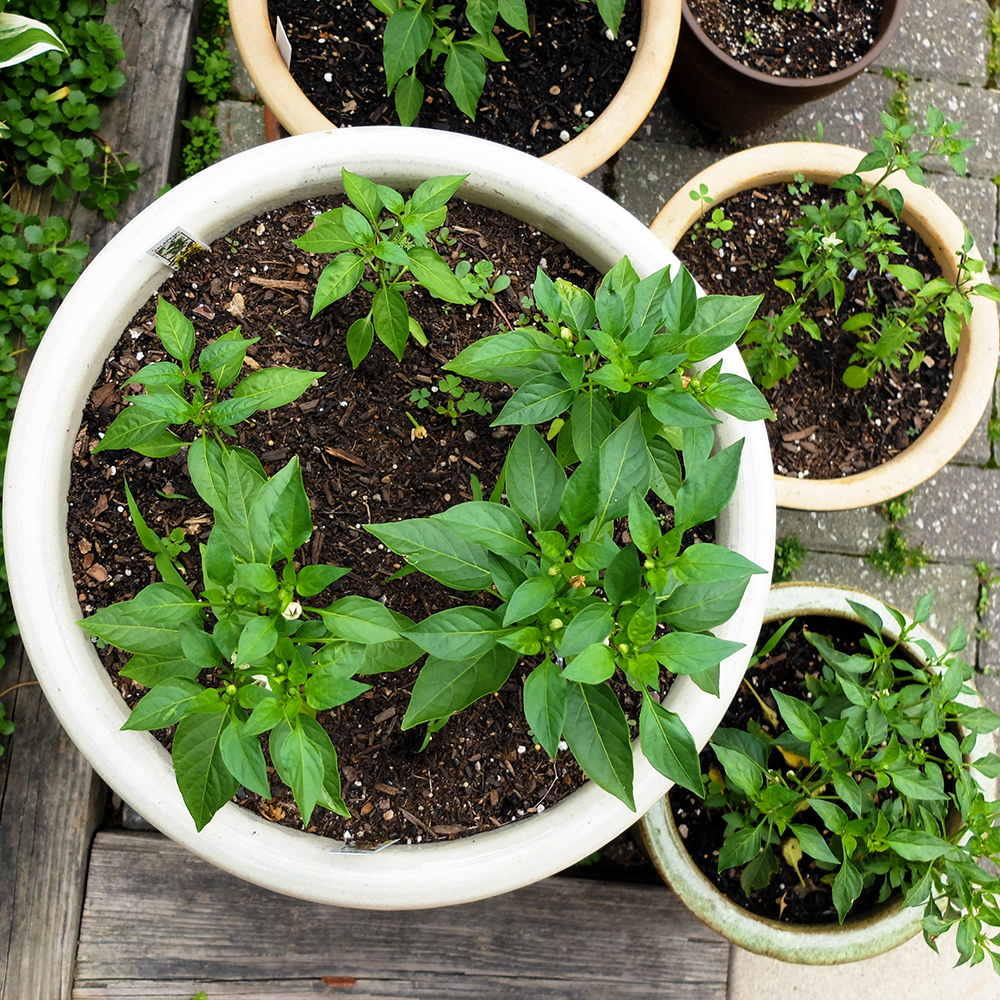 Growing Hot Cherry Peppers and Jalapenos Peppers