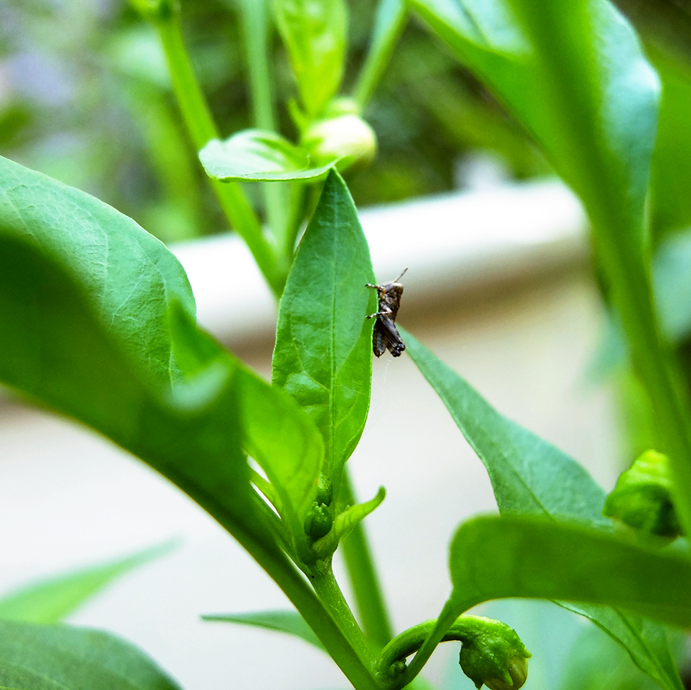 Baby Grasshopper in the garden - hanging out on the pepper plants