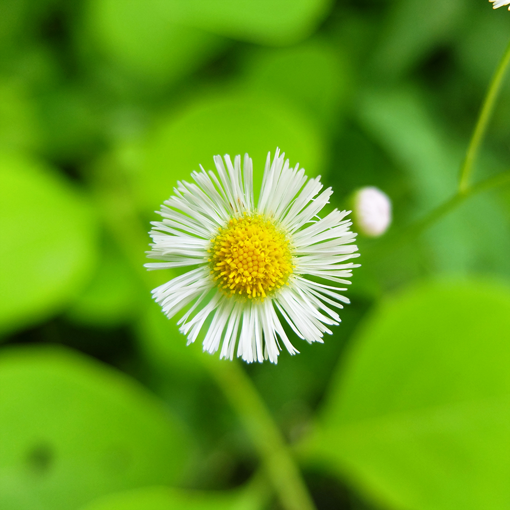 Starved Rock State Park - Daisy Fleabane