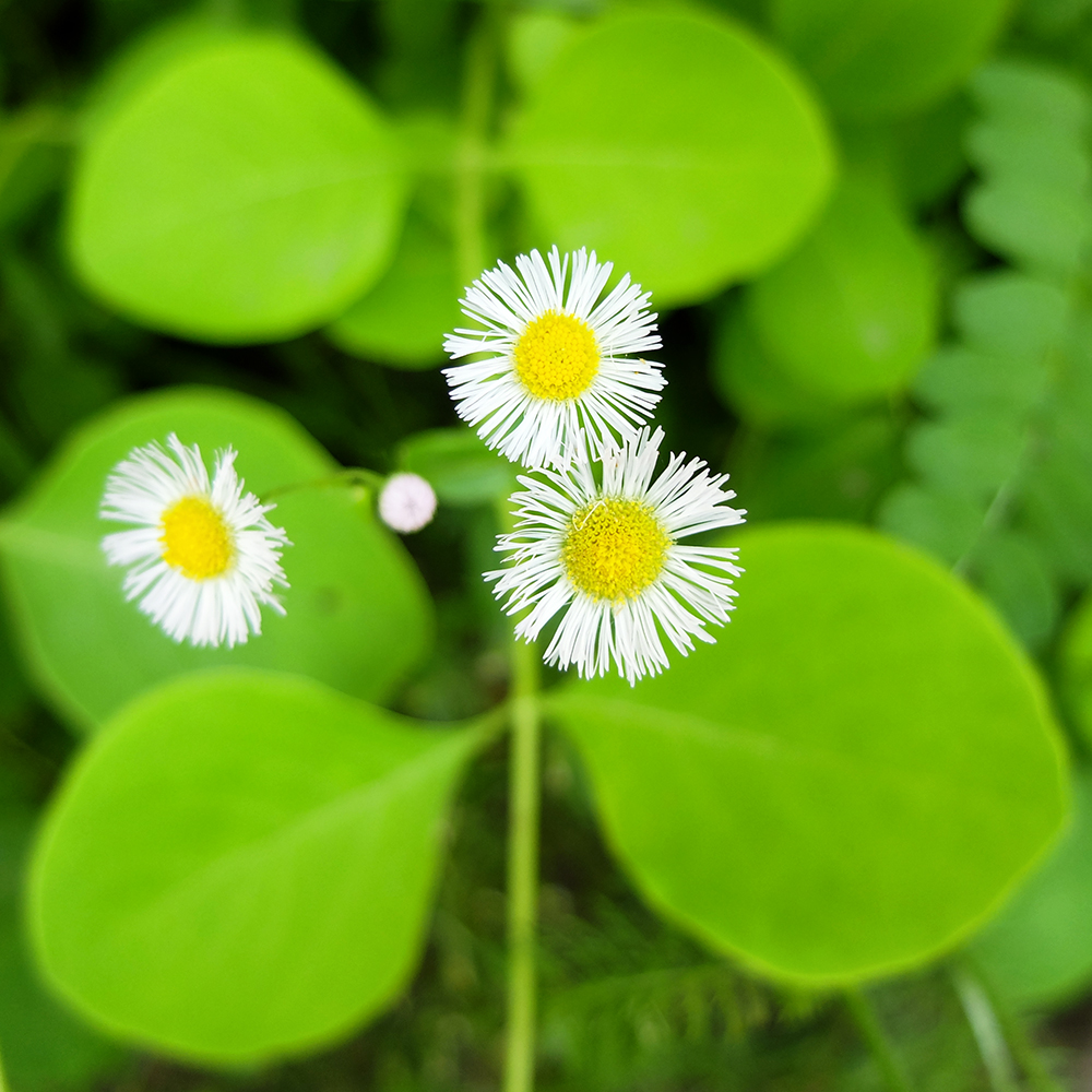 Starved Rock State Park - Daisy Fleabane