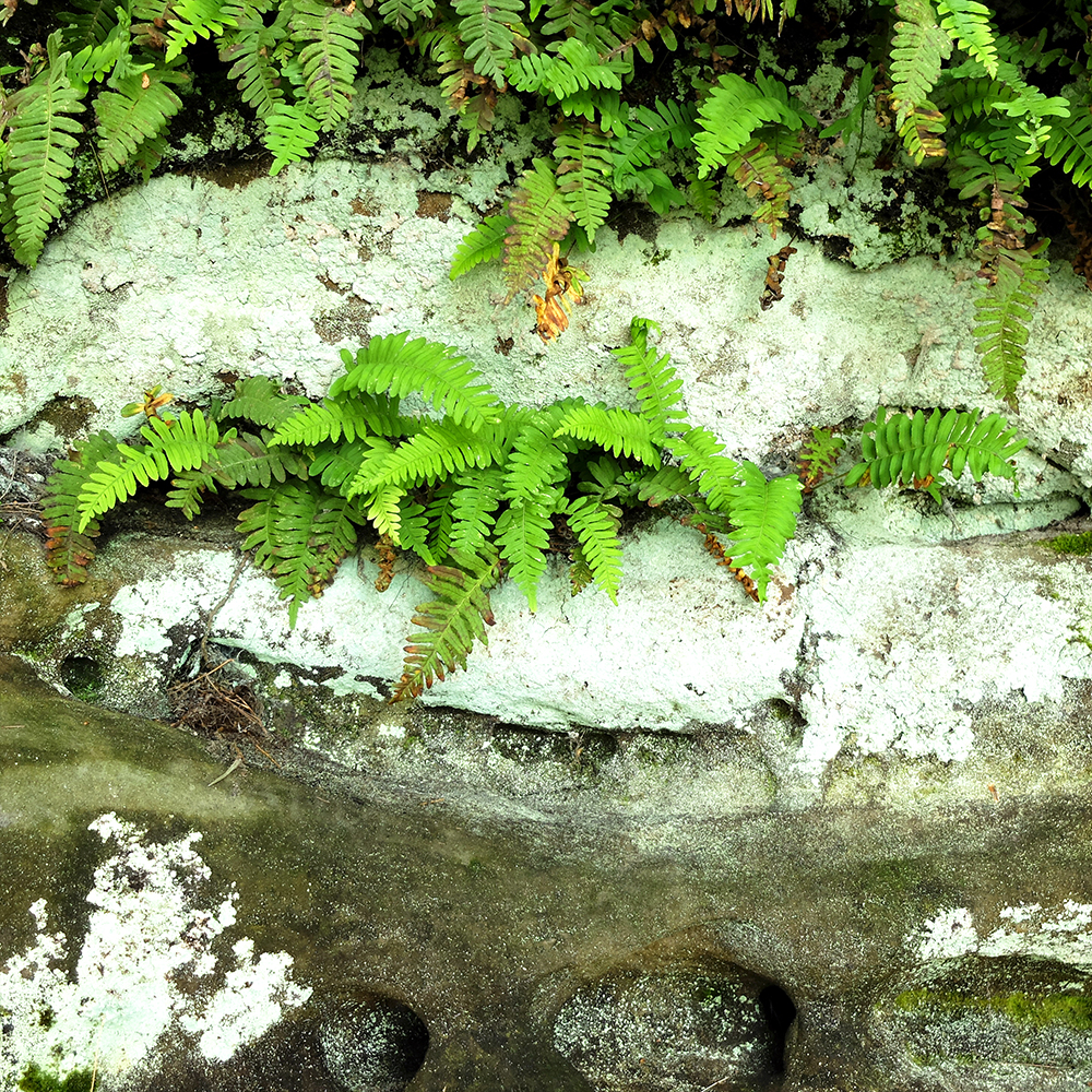 Starved Rock State Park - Ferns growing through the rocks
