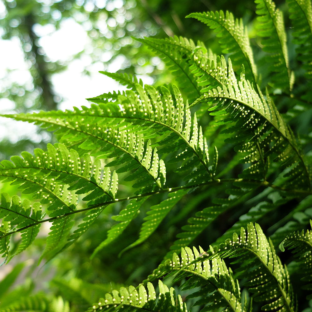 Starved Rock State Park - Fern Spores