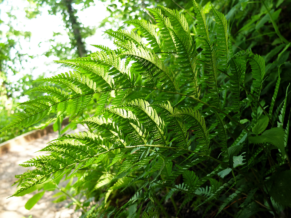 Starved Rock State Park - Fern Spores