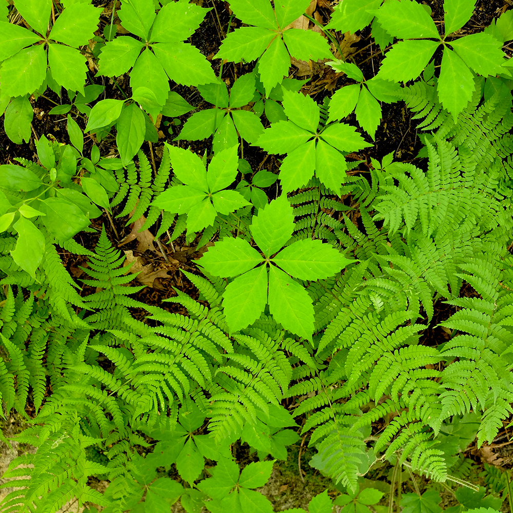 Starved Rock State Park - Fern bed