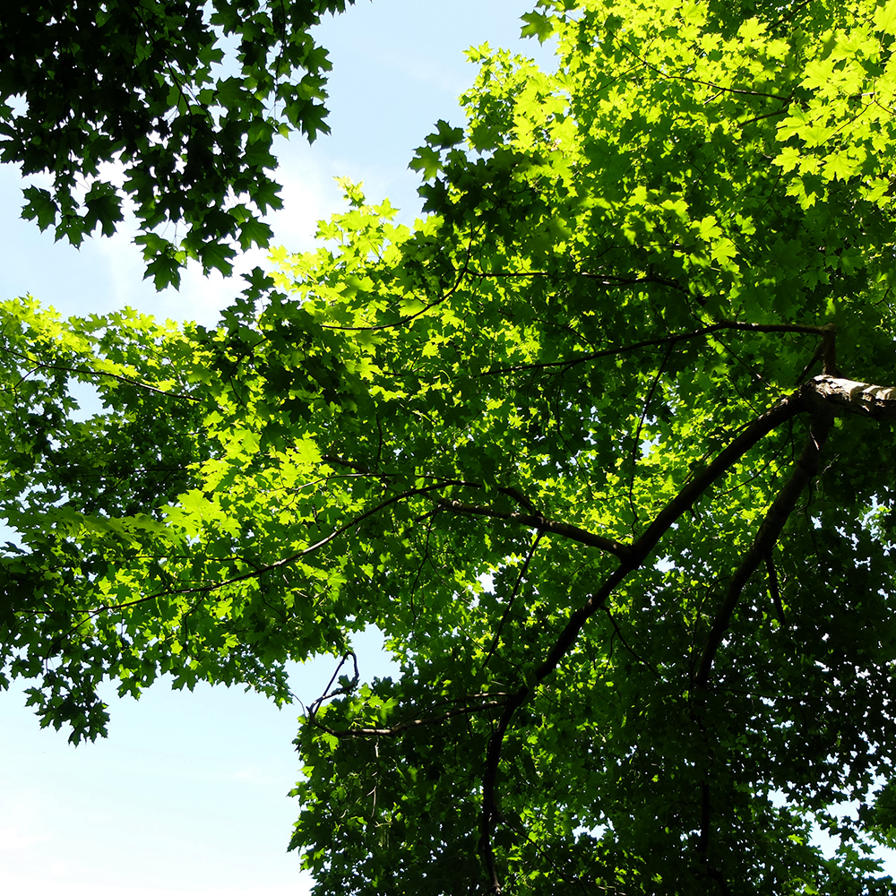 Starved Rock State Park - Komorebi