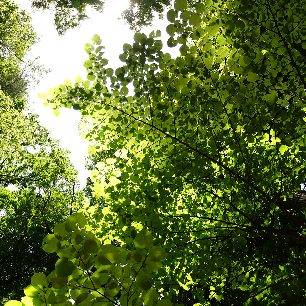 Starved Rock State Park - Komorebi