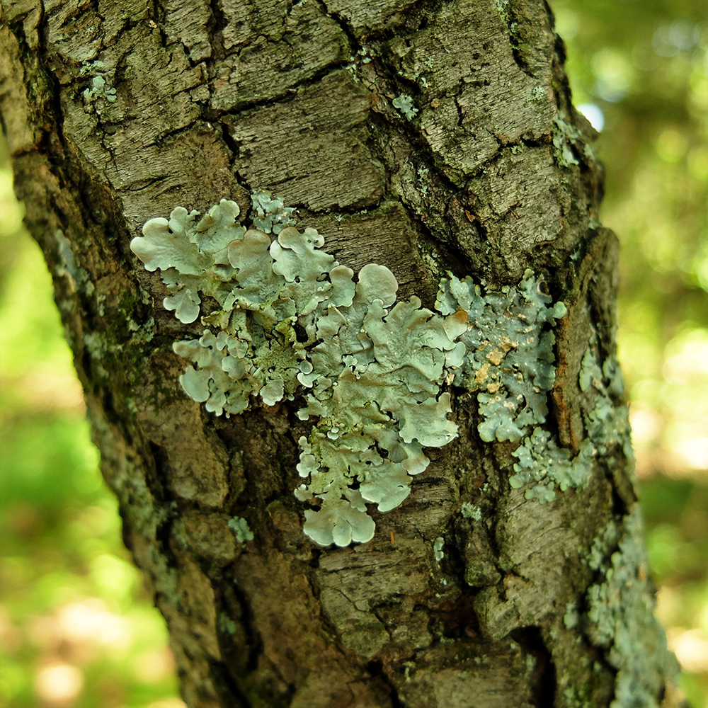 Starved Rock State Park - Lichen