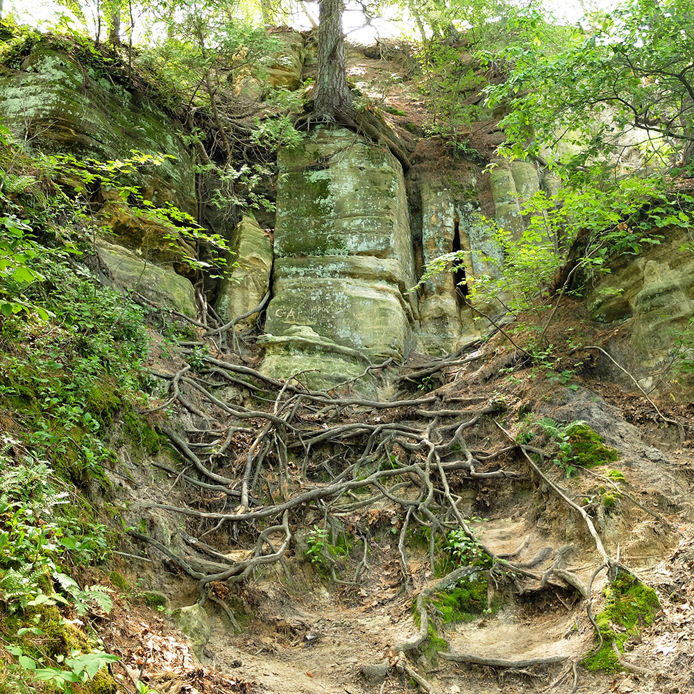 Starved Rock State Park - Tree roots growing over stone off the Path