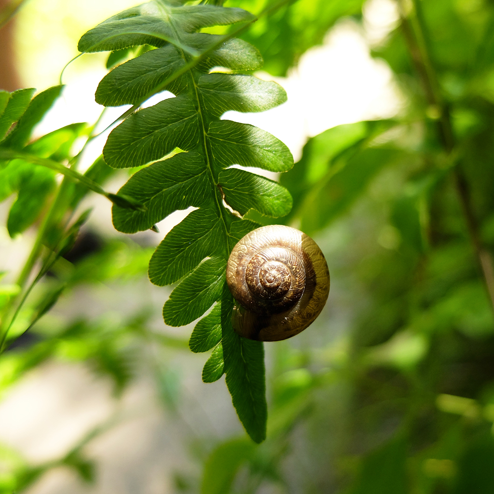 Starved Rock State Park - Snail