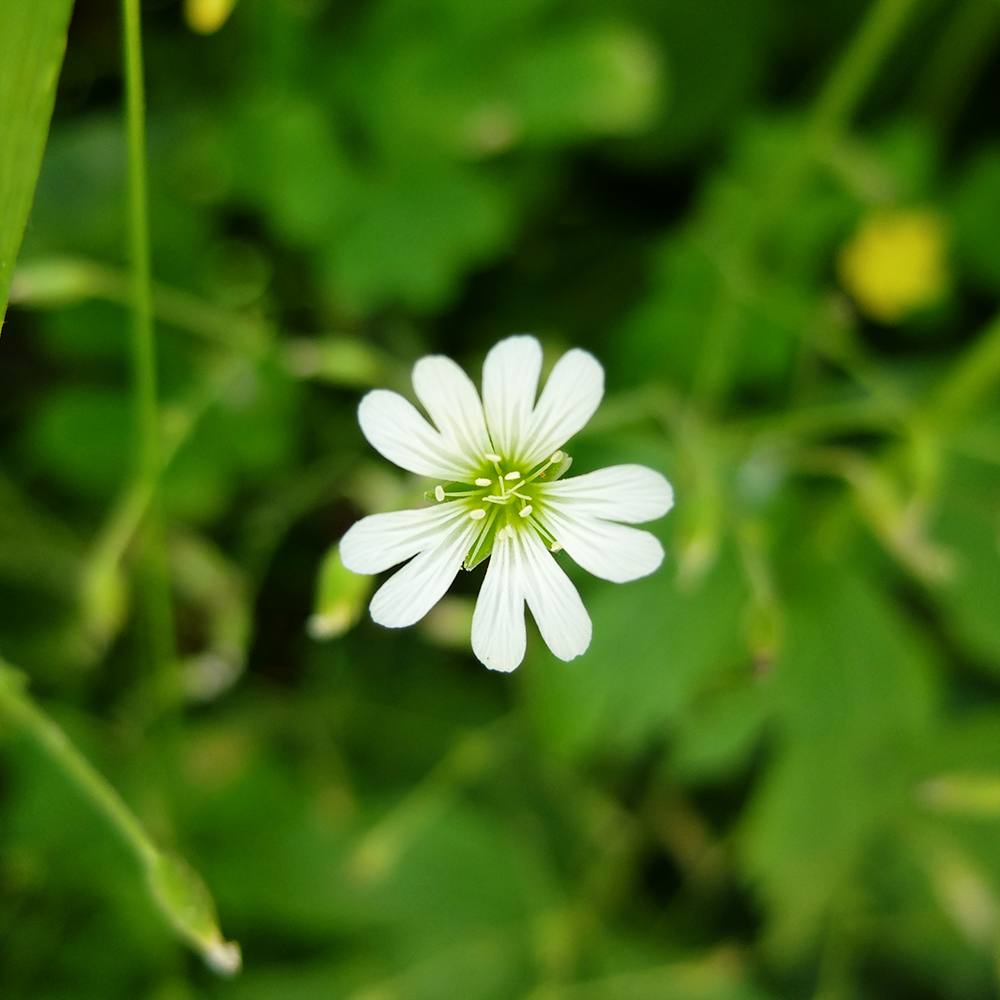 Starved Rock State Park - White Flower