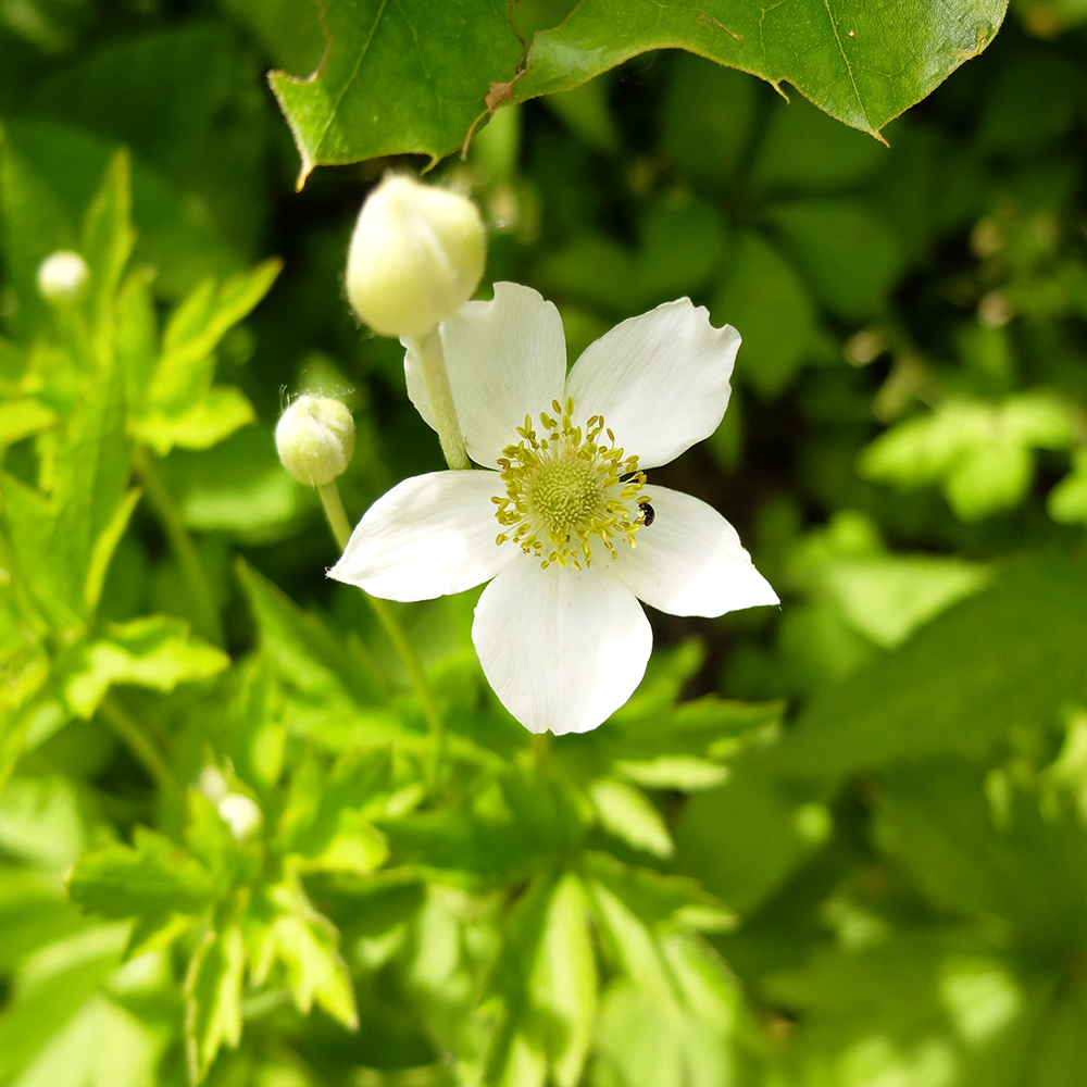 Starved Rock State Park - Wood Anemone - White Flower