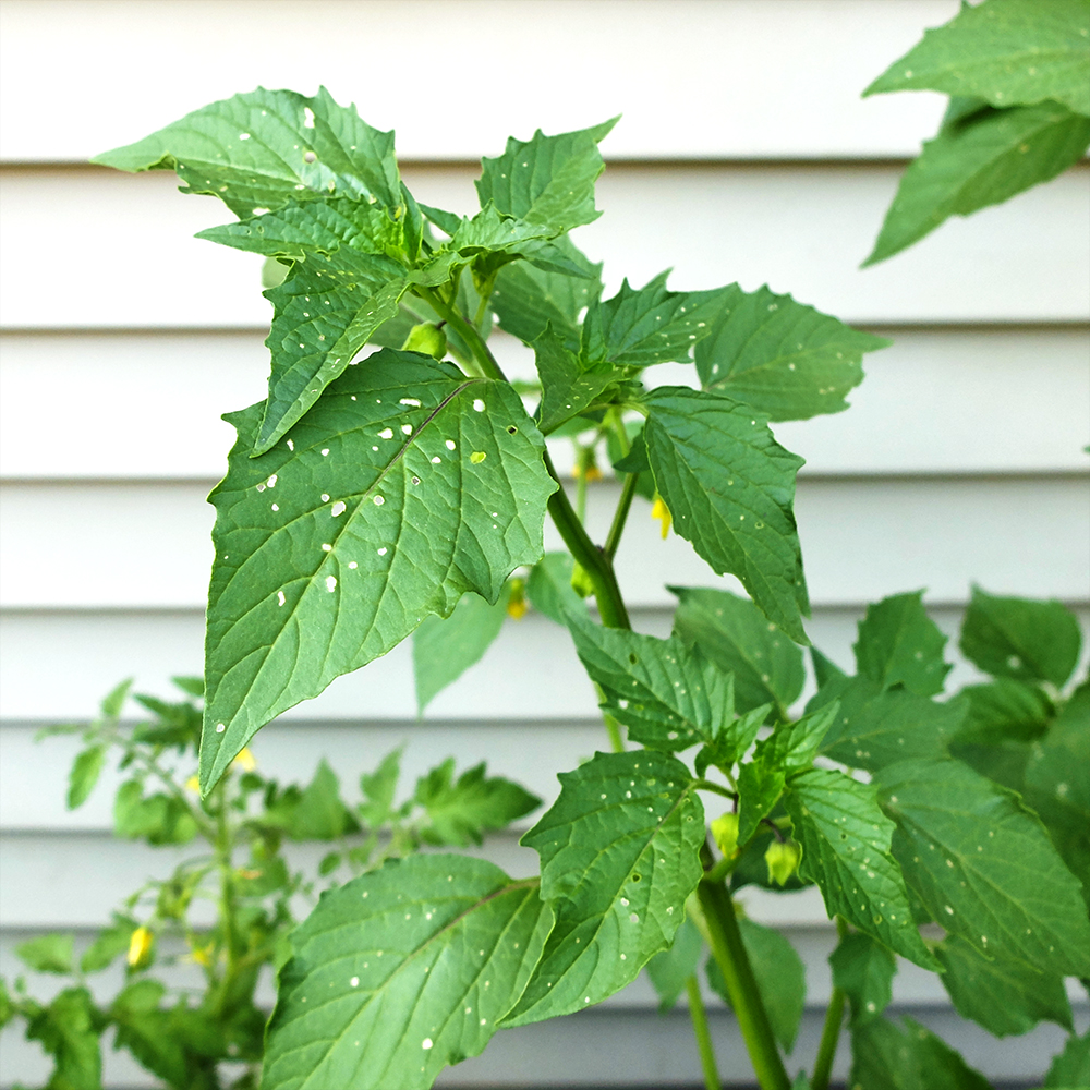 Tomatillo Leaves are being eaten