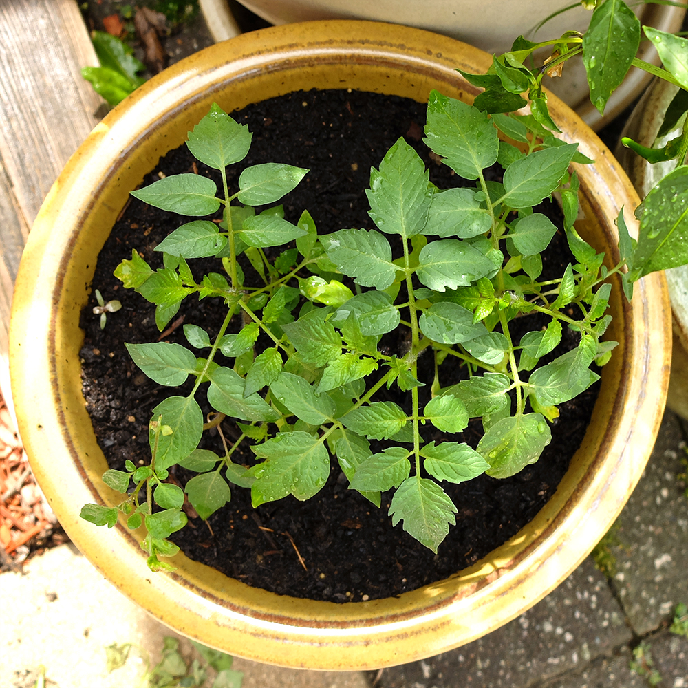 grape tomatoes grown from seed