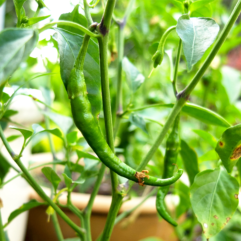 Green Cayenne Pepper Growing