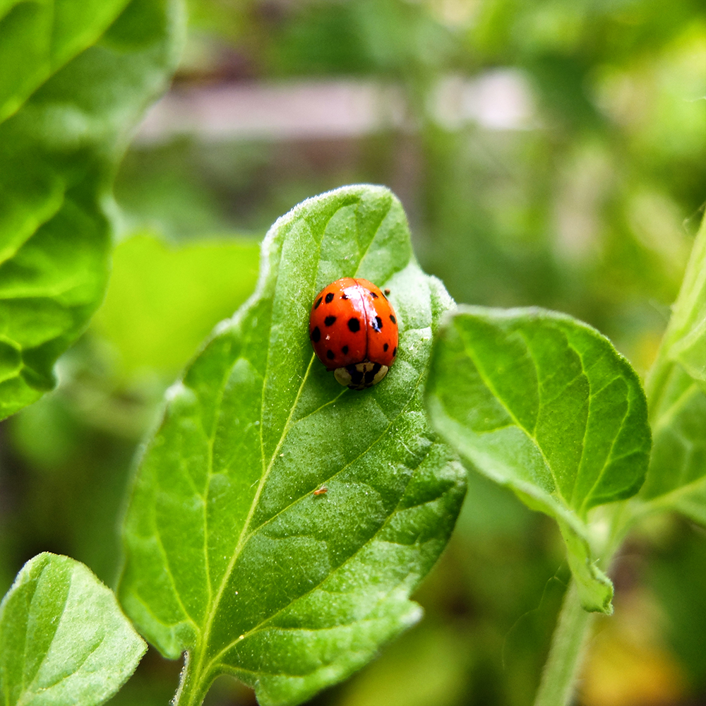 Lady Bug in the Garden on a Tomato Leaf