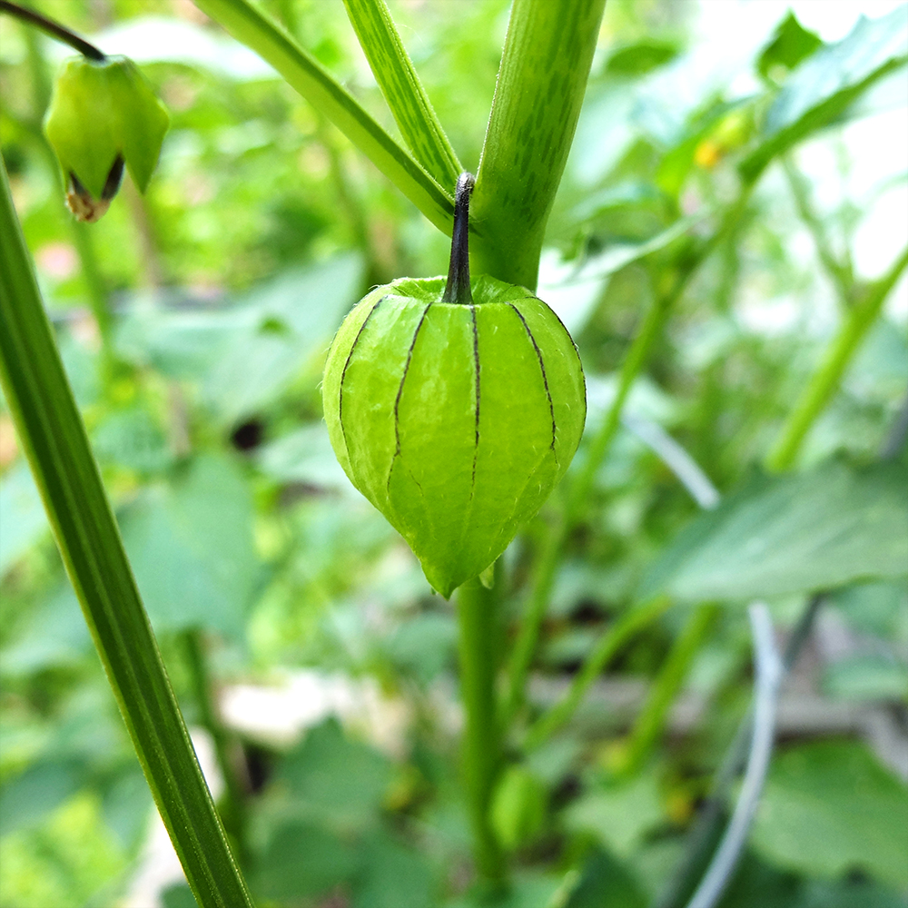 Growing Tomatillo Fruit - June 16th 2016