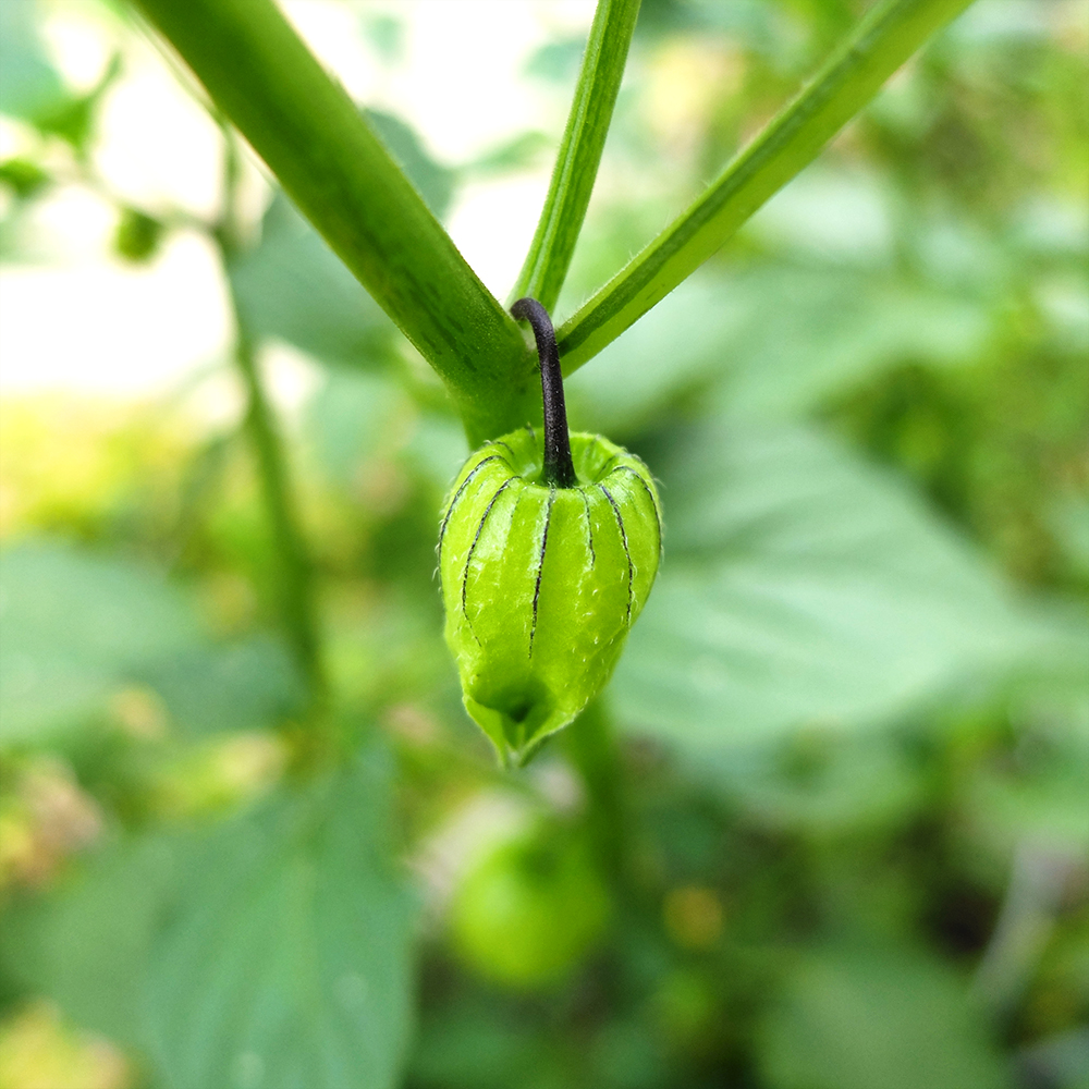 Growing Tomatillo Fruit - June 16th 2016