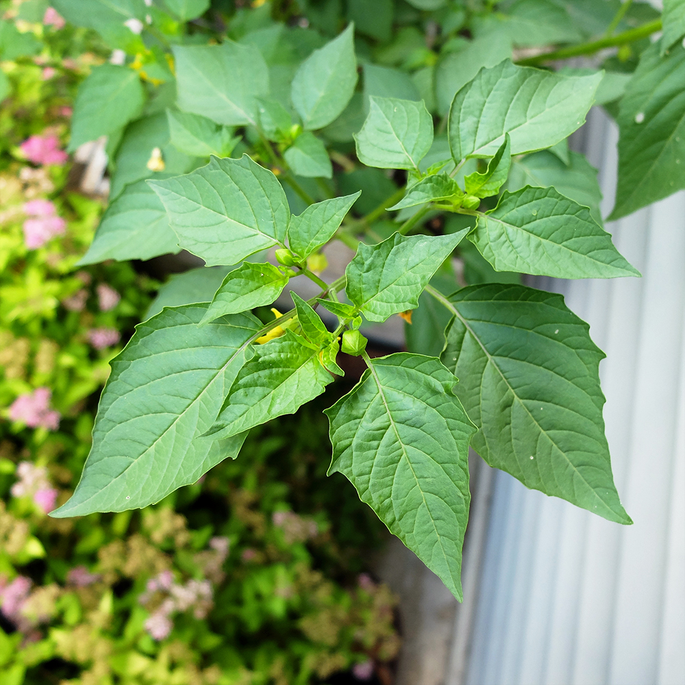 Growing Tomatillos - June 16th 2016